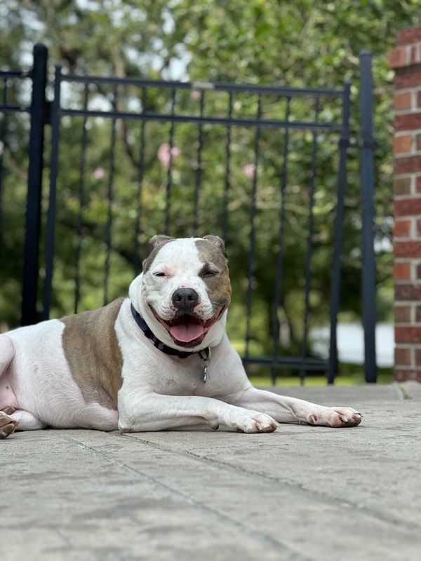 Happy dog lying on a stone floor outdoors.