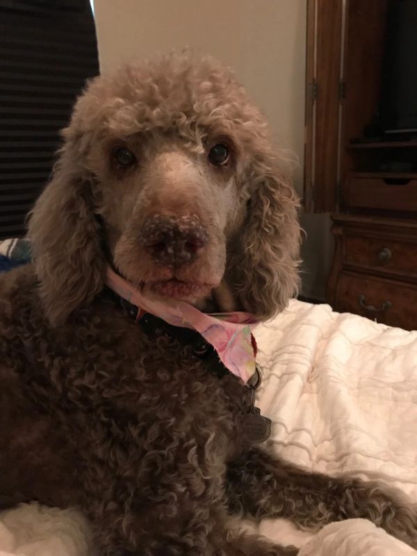 Curly-haired dog lying on a bed.