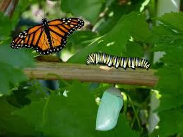 Catapillar transition to butterfly