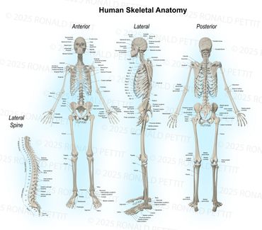 Human Skeletal Anatomy