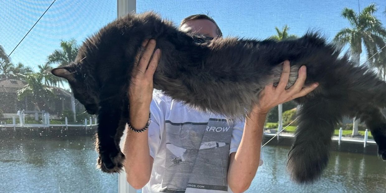 Giant smokey Maine Coon Kito at cosmicmainecoons.com