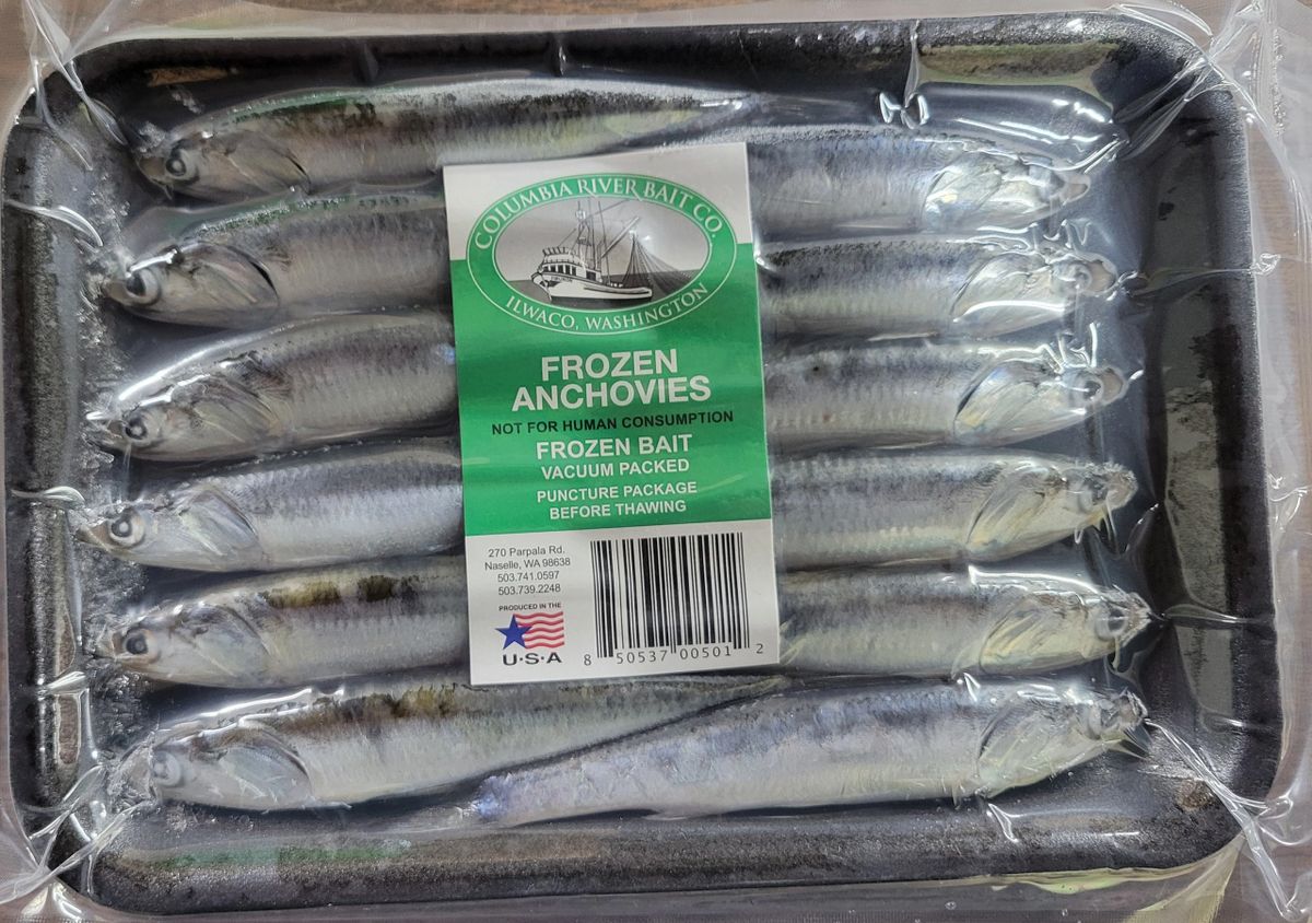 Frozen Anchovies Green Label 6 Packs
