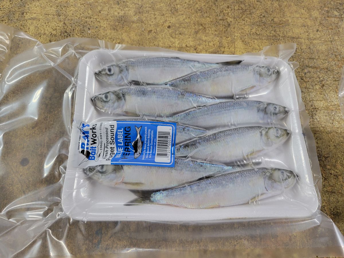 1 Case of Blue Label Herring (36 Trays)