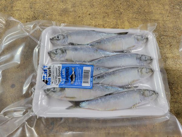 Case of Blue Label Herring (30 Trays) Shipping Included!