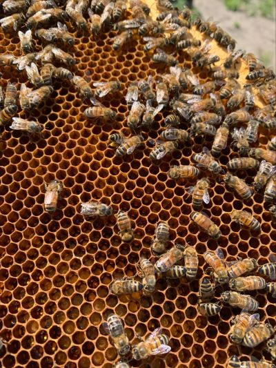 Close-up of bees working on a honeycomb.