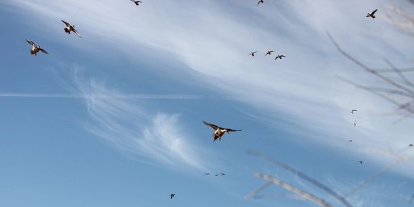 Pintail Ducks Over The Decoys 