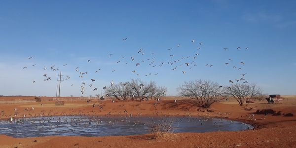 Stock Tank Ducks with sandhillcranehunt.com