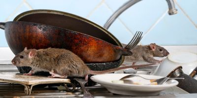 Rodents in kitchen 
