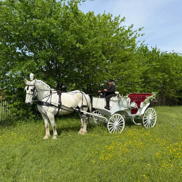 A white horse pulling an elegant white carriage with a person driving it in a green field.