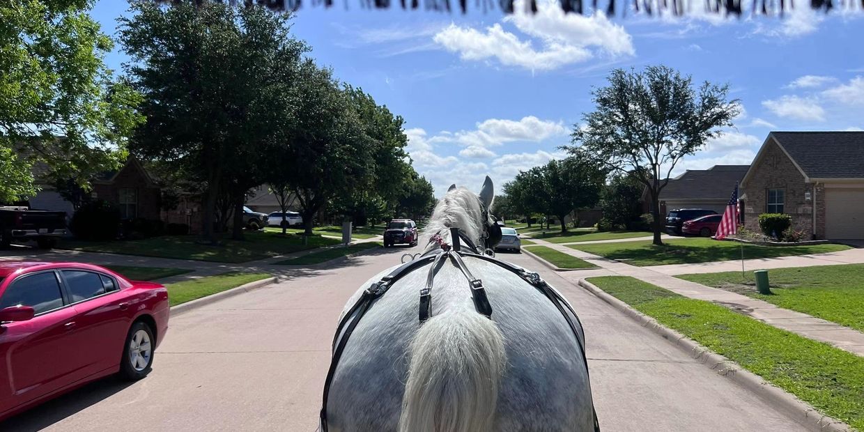 View from behind a harnessed horse walking through a suburban neighborhood on a sunny day.