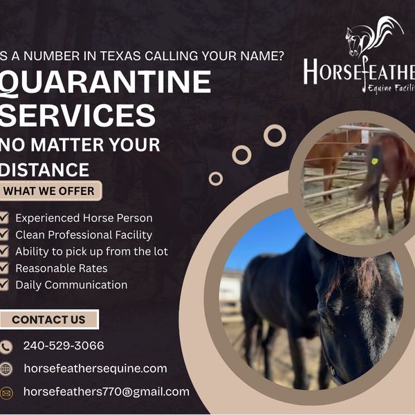 Quarantine horse boarding services offered by Horse Feathers Equine in Texas with pickup and daily updates.
