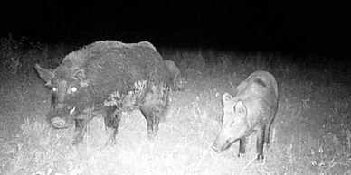 Texas Hog Hunting