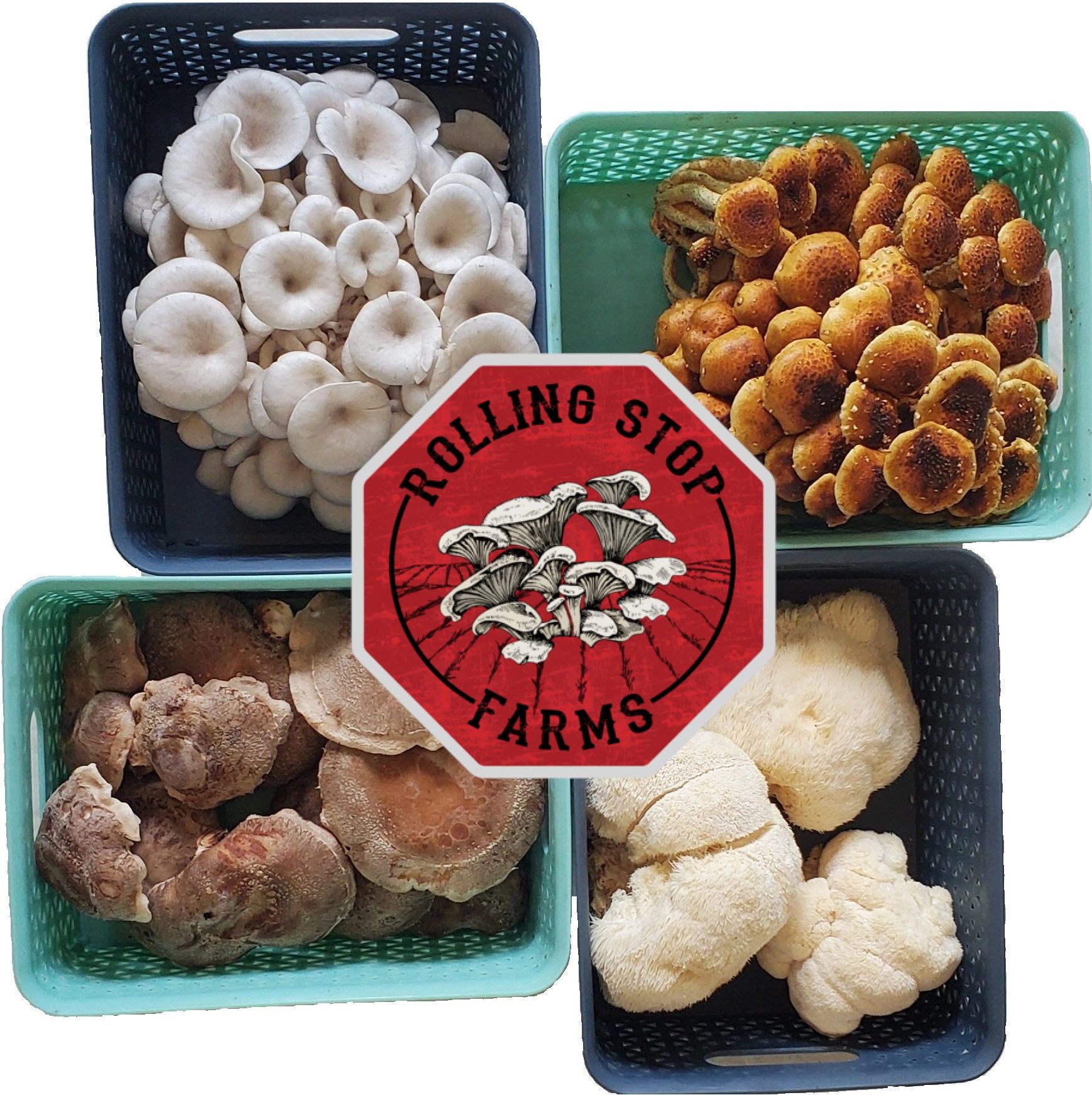 Shitake Mushrooms (1 lb)