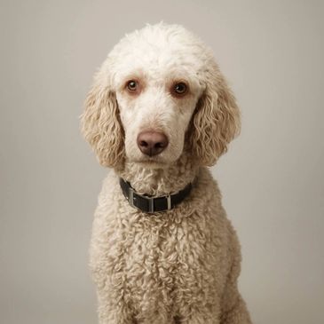 Curly-haired white dog with a black collar sitting against a plain background.