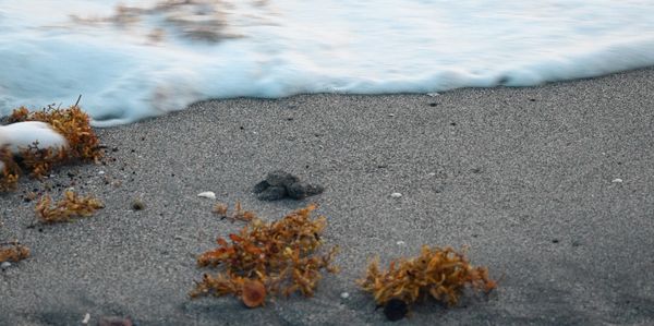 Turtle at the Beach - Bee Seen Studios