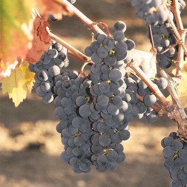 Purple grapes hanging on a vine