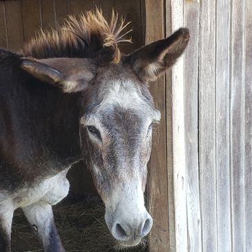 Digger was a senior donkey who was rescued from a kill pen in Mississippi about ten years ago.  He h
