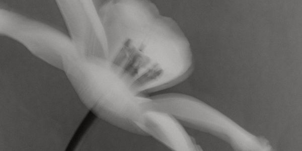 Black and white blurred image of a flower with soft petals.
