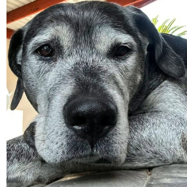 Image of a a sweet old black large breed dog with a very grey face and front legs relaxing at home.