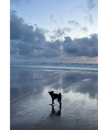 Heavenly image of a silhouette of a dog walking on a beach with the ocean and sky in the background.