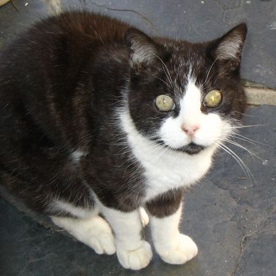 Image of an elderly black and white cat sitting down at home and looking up curiously.