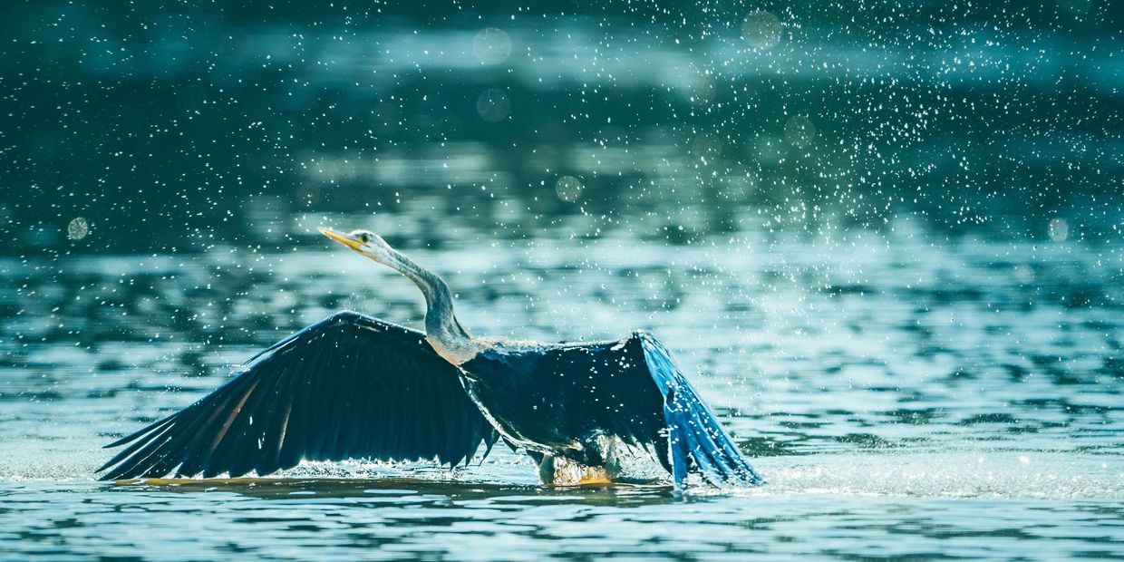 Vietnam Wildlife Tours