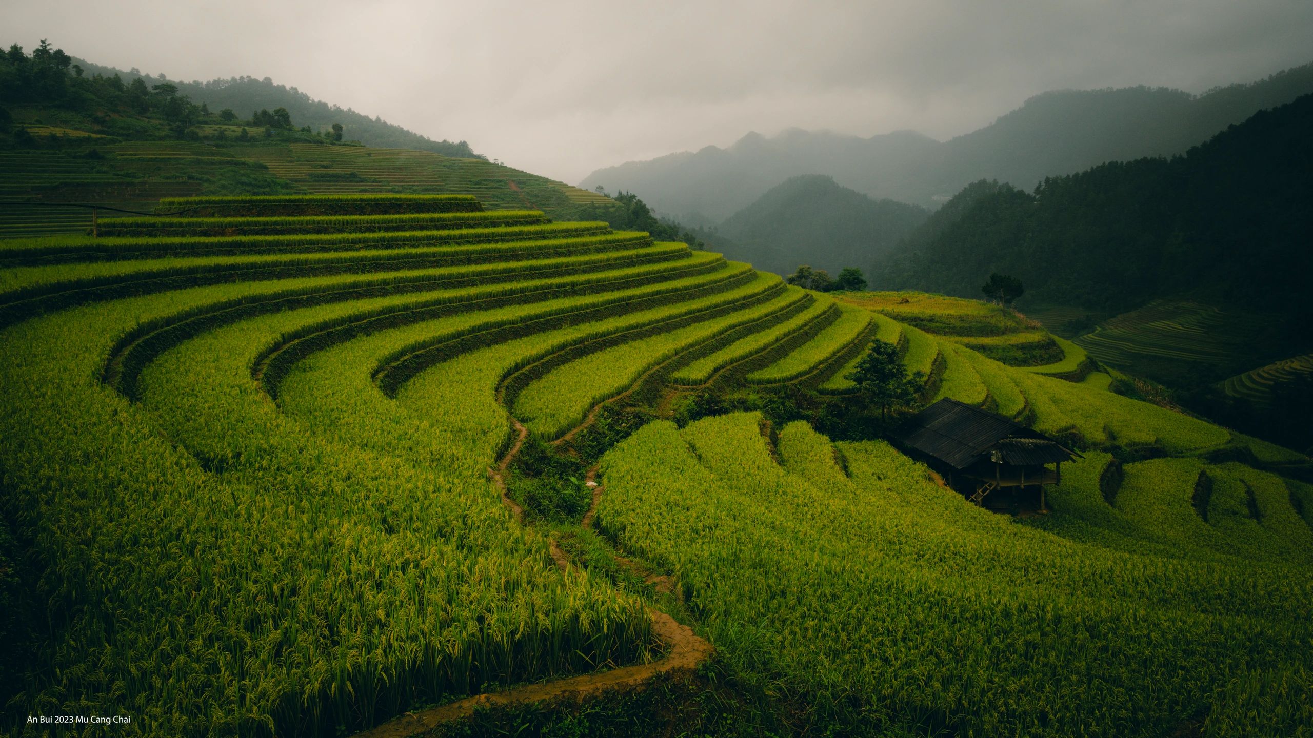 Terrasse de riz en saison de récolte