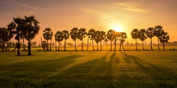 Row of palm trees with the sun in the rice fields