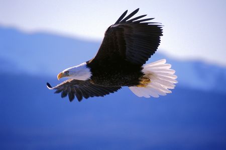 Eagle soaring