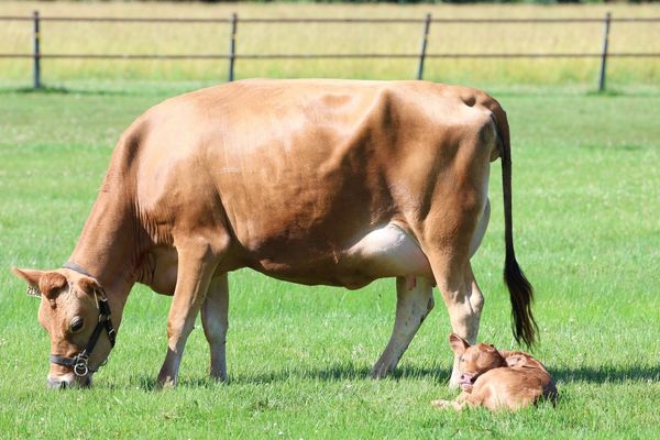 A brown cow grazing with two calves resting nearby in a green field.