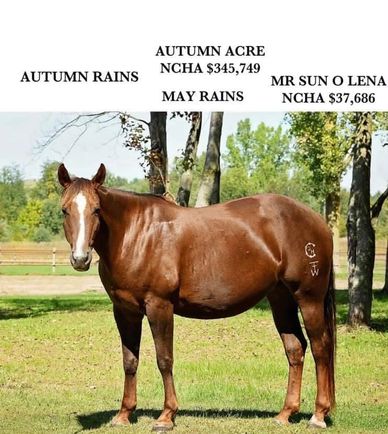 A brown horse with pedigree and earnings details displayed above.