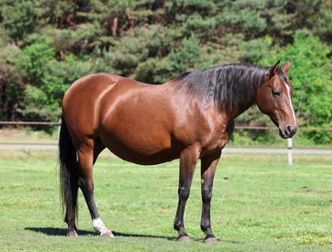 A brown horse stands on green grass with trees in the background.