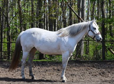 A white horse standing in a forested area.