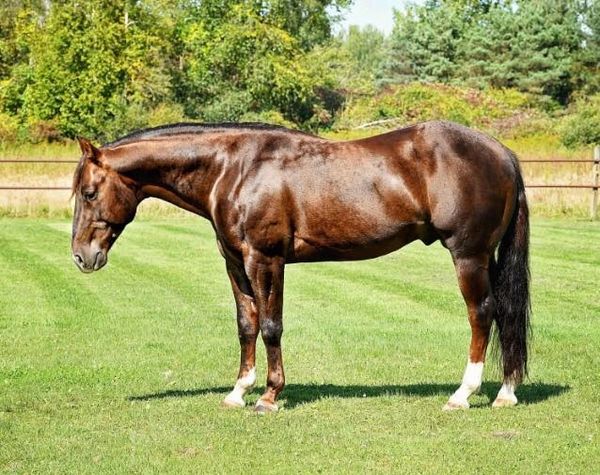 A shiny brown horse standing on a grassy field with trees in the background.