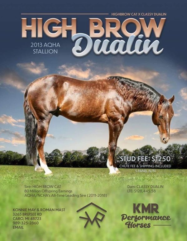 High Brow Dualin, 2013 AQHA stallion, stud fee $1250.