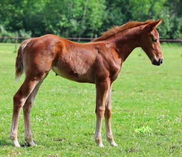 A young brown foal standing on a green grassy field.