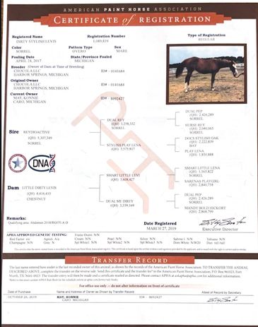 American Paint Horse Association registration certificate for a horse named Cozy Stylin Lewis.