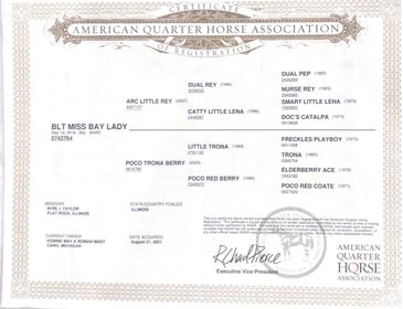 Certificate of registration from the American Quarter Horse Association.