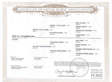 American Quarter Horse Association registration certificate for a horse.