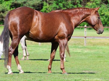 A brown horse standing on green grass in a fenced area.