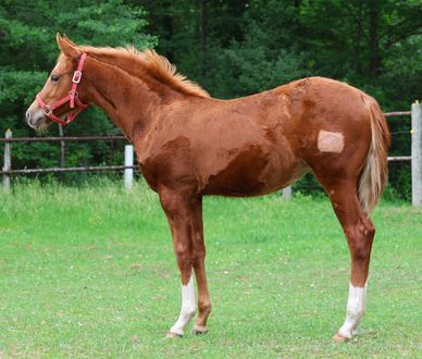 A brown horse with white markings stands on grass near a fence.