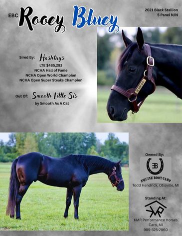 Black Stallion named Rooey Bluey with pedigree and ownership details.