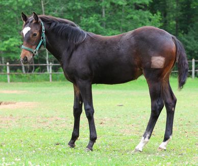 A dark brown horse with a white patch on one leg standing on grass.