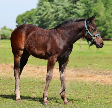 Young brown foal standing on grass with a bridle.