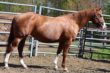 Chestnut horse standing in a fenced outdoor area on a sunny day.