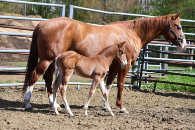 A mare and her foal standing side by side in a fenced area.