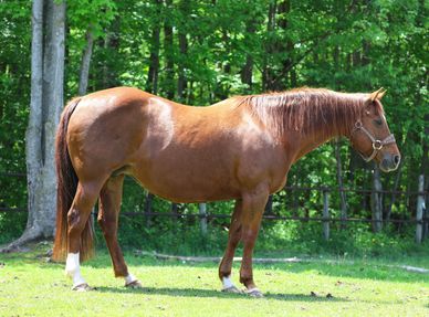 A brown horse standing on grass with a forest background.