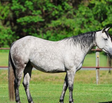 A gray horse standing in a green pasture with a wooden fence.