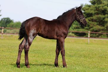 A young dark brown foal standing on green grass in a fenced area.