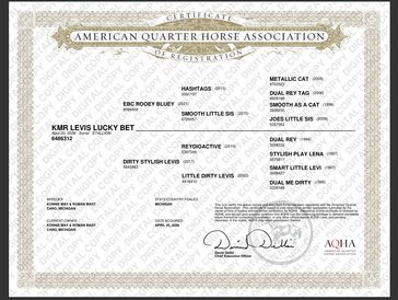 Official registration certificate from the American Quarter Horse Association for KMR Levis Lucky Bet.